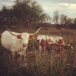 Tin Spur Ranch - Wedding venue for Victoria Texas